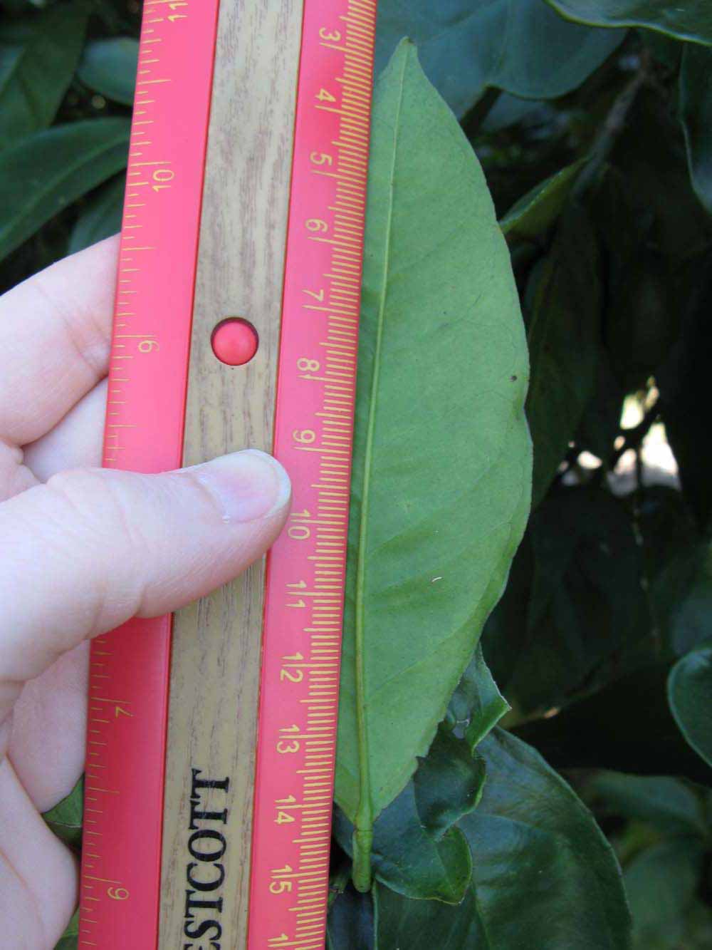              Unifoliolate leaf (Winter Haven, FL)       